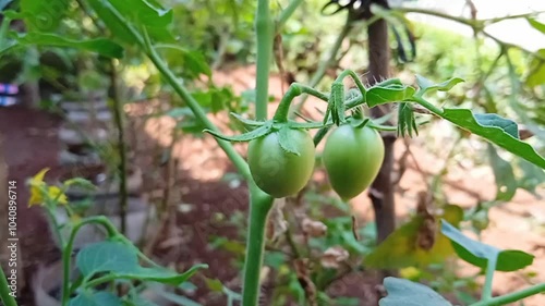video of green tomatoes on the tree and still unripe