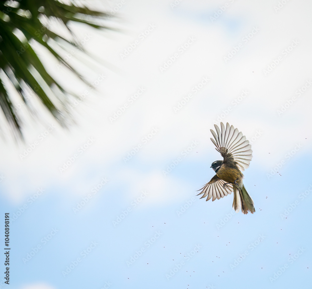 Fantail flying with wings wide open and aerial feeding on tiny insects in the air.