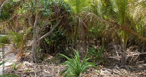 Vegetation on the Mystery Island (Inyeug),Vanuatu. photo