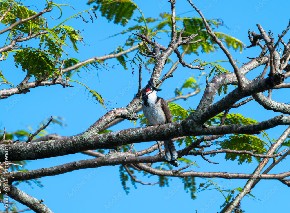 A vibrant red-whiskered bulbul perches on a tree branch, surrounded by lush green leaves. The bird's distinctive red markings and bright eyes are clearly visible. Mauritius, Africa. A vibrant red-whiskered bulbul perches on a tree branch, surrounded by lush green leaves. The bird's distinctive red markings and bright eyes are clearly visible. Mauritius, Africa.