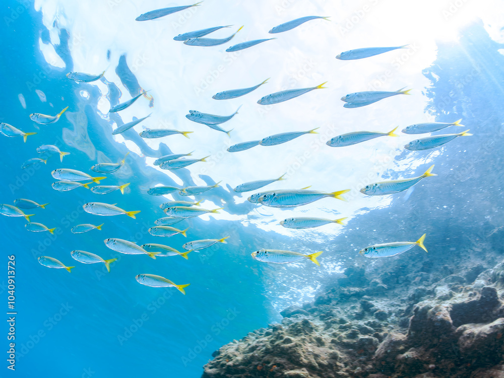 Fototapeta premium 美しいマアジ(アジ科)他の群れ。 英名、学名:Horse Mackerel (Trachurus japonicus) 静岡県伊豆半島南伊豆町中木ヒリゾ浜-2024年