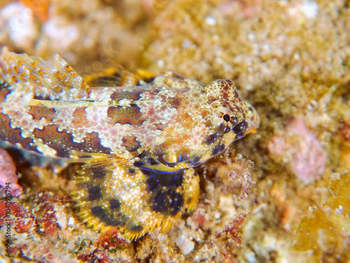 可愛いコウワンテグリ（ネズッポ科）の幼魚他。
英名、学名：Ocellated dragonet, Neosynchiropus ocellatus
静岡県伊豆半島賀茂郡南伊豆町中木ヒリゾ浜-2024年
 photo