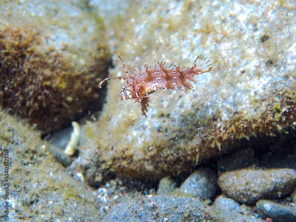 可愛いオビテンスモドキ(ベラ科)の幼魚他。
英名、学名:Rockmover wrasse, Novaculichthys taeniourus
静岡県伊豆半島賀茂郡南伊豆町中木ヒリゾ浜-2024年
可愛いオビテンスモドキ(ベラ科)の幼魚他。
英名、学名:Rockmover wrasse, Novaculichthys taeniourus
静岡県伊豆半島賀茂郡南伊豆町中木ヒリゾ浜-2024年