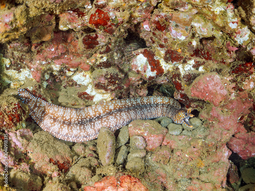 水中洞窟にいる、大きく美しいトラウツボ（ウツボ科）。
英名、学名：Dragon Moray (Enchelycore pardalis)
静岡県伊豆半島賀茂郡南伊豆町中木ヒリゾ浜-2024年
 photo