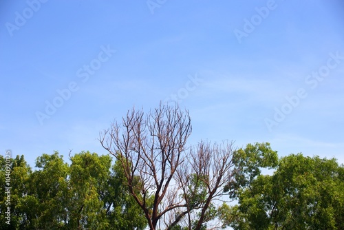 Dead tree with green tree