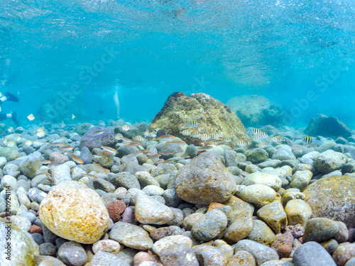 美しいオヤビッチャ（スズメダイ科）、シマハギ（ニザダイ科）他の幼魚の群れ。水面にはスキンダイバーも泳いでいる。

英名、学名：Convict surgeonfish, Acanthurus triostegus
Sergeant Major, Abudefduf vaigiensis
静岡県伊豆半島賀茂郡南伊豆町中木ヒリゾ浜-2024年
 photo