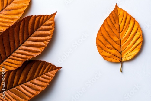 Minimalist autumn banner, featuring a single golden leaf against a white background in a wide panoramic format photo