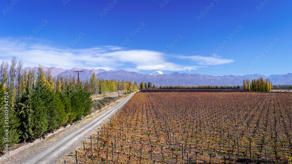 Obraz premium We see a beautiful vine plantation, surrounded by beautiful groves in autumn, with the beautiful Andes mountain range in the background, the land of sun and good wine, Tunuyan Mendoza Arg.