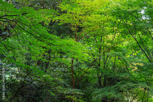 日本周遊 箱根紀行