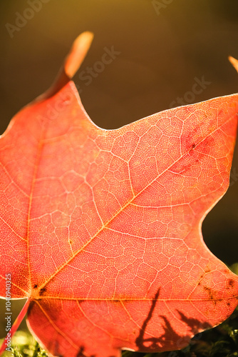 Close up of red autumn leaf 