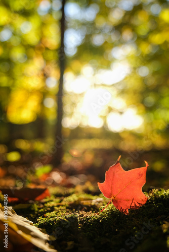 Close up of a red leaf with a fall background
