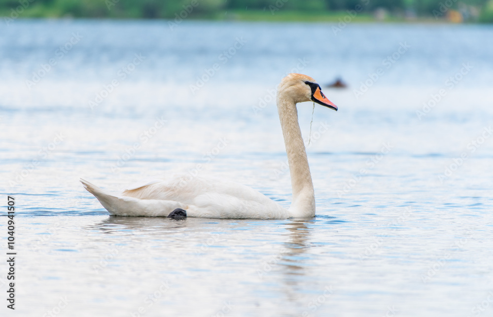Obraz premium Graceful white Swan swimming in the lake, swans in the wild. Portrait of a white swan swimming on a lake.