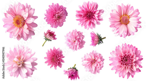 Beautiful Pink Dahlia Flowers Blooming in the Garden