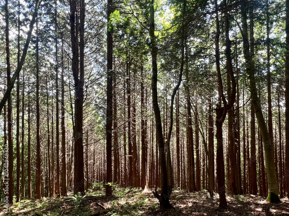 Obraz premium trees in the woods