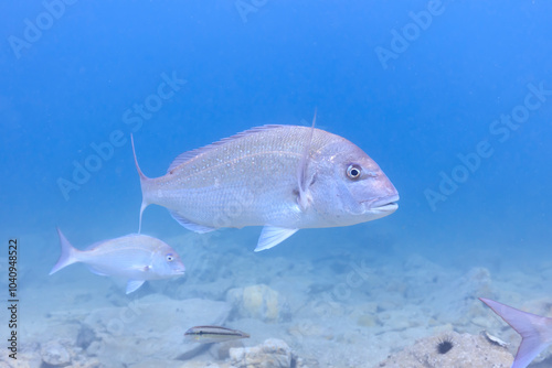 Sea creatures that live in Mutsu Bay: red sea bream, Multicolorfin rainbowfish, sea urchin