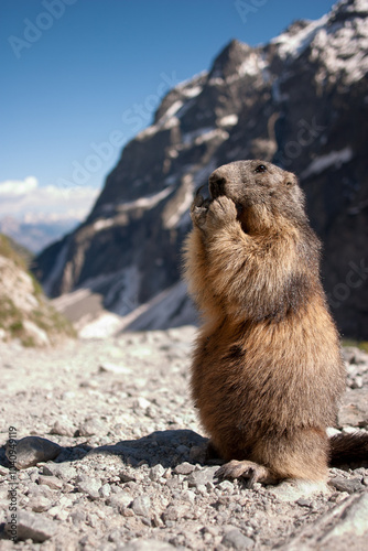 Alpine marmot (Marmota marmota) in the French Alps. photo