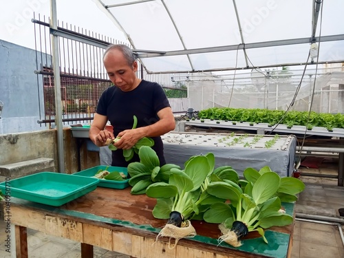 Asian farmers work in a hydroponic vegetable farm. The owner of a hydroponic pak choi vegetable farm receives customer orders, cleans and tidies the vegetables by removing bad parts. photo