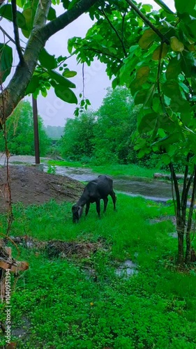 baby baffalo eating grass in the rainy season. photo