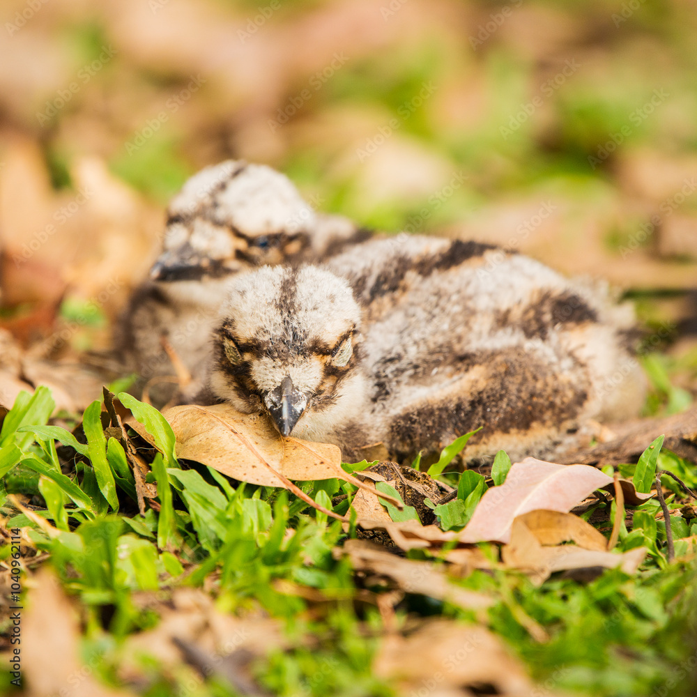 Obraz premium Bush stone-curlew chicks