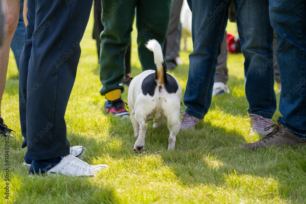 Small dog socializing at outdoor gathering