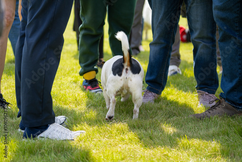 Obraz na płótnie Small dog socializing at outdoor gathering w salonie