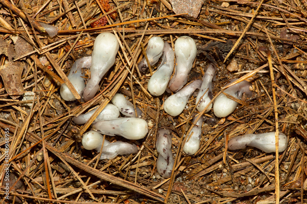 Indian Pipe flowers emerging from the soil in Rhode Island. Indian Pipe flowers emerging from the soil in Rhode Island.