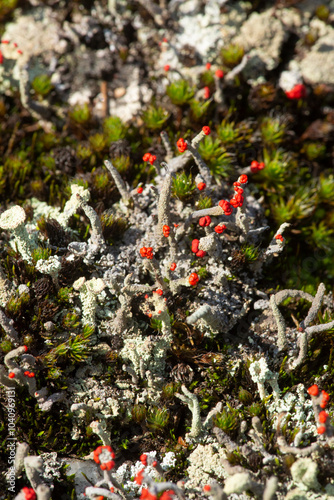 Red apothecia of a British soldier lichen in New Hampshire. photo