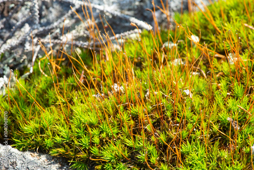 Denuded sporophytes of a moss on Mt. Kearsarge, New Hampshire. photo