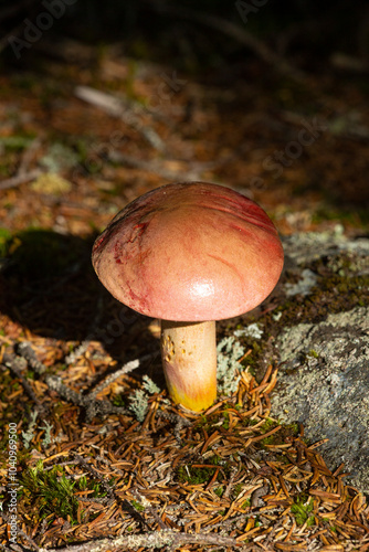 Pink mushroom, probably the yellowfoot bolete, in New Hampshire. photo