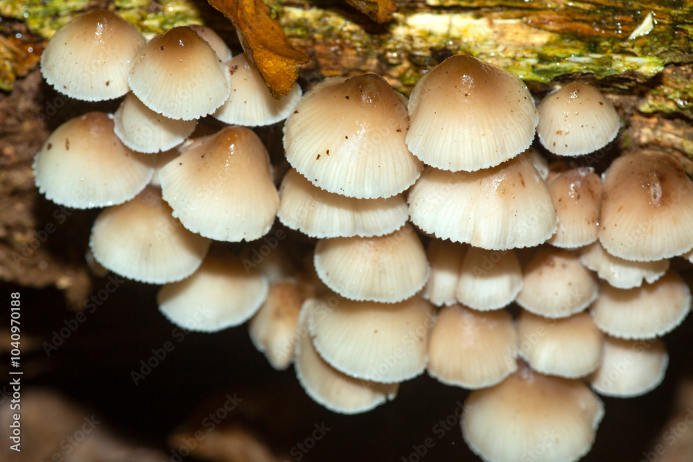 Group of clustered bonnet mushrooms on a decaying log. Group of clustered bonnet mushrooms on a decaying log.