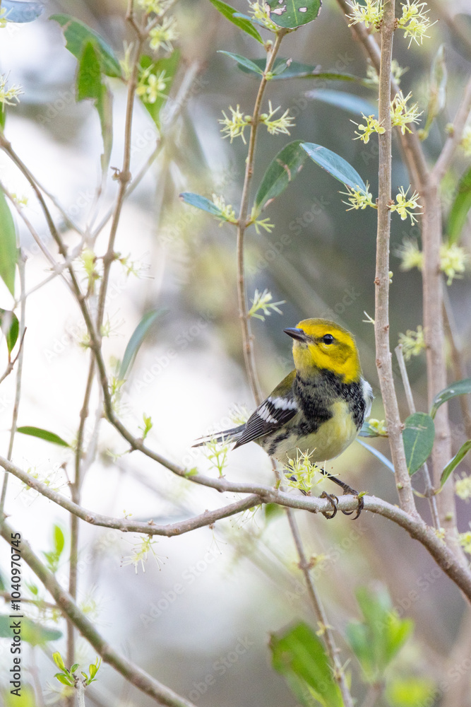 Obraz premium A blackburnian warbler (Setophaga fusca) with fall colors migrating through southwest Florida and perching on a delicate looking plant that I believe to be a privet. 