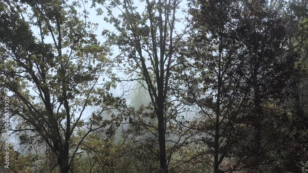 Flying with a drone in misty forest through trees aerial view Flying with a drone in misty forest through trees aerial view