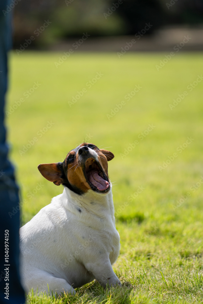 Jack Russell Terrier yawning while sitting on grass