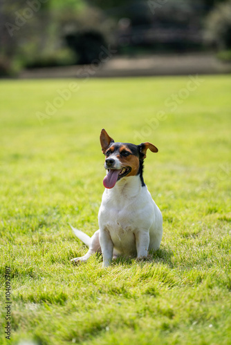 Obraz na płótnie Jack Russell Terrier enjoying a sunny day in the park w salonie