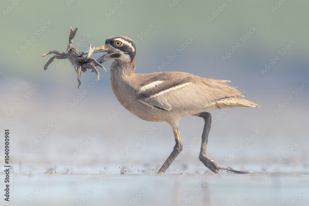 Obraz premium A wild beach stone curlew (Esacus magnirostris) running across a mudflat with crab prey in its beak