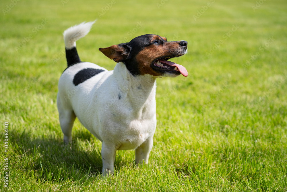 Jack Russell Terrier enjoying a sunny day in the park with copy space