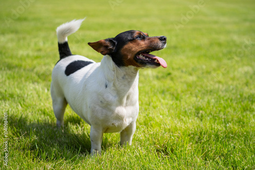 Obraz na płótnie Jack Russell Terrier enjoying a sunny day in the park with copy space w salonie