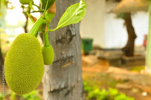 Young jackfruits hang from the lower trunk of the tree and grow abundantly. Artocarpus heterophyllus photo