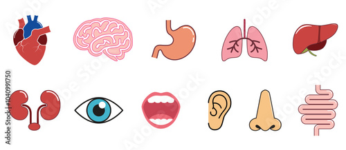 Set of Human Body Organs and Senses Illustration.
