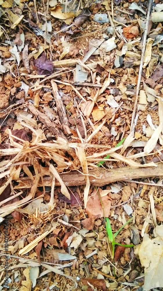 Close up of Dry grass in the dry season Close up of Dry grass in the dry season