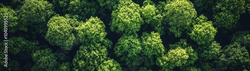 Serene sunlight through tall trees in a green forest lush