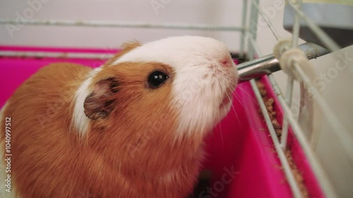 Guinea pig drinking water from a bottle inside its colorful cage. Ideal for pet care, small animals, and domestic life footage.