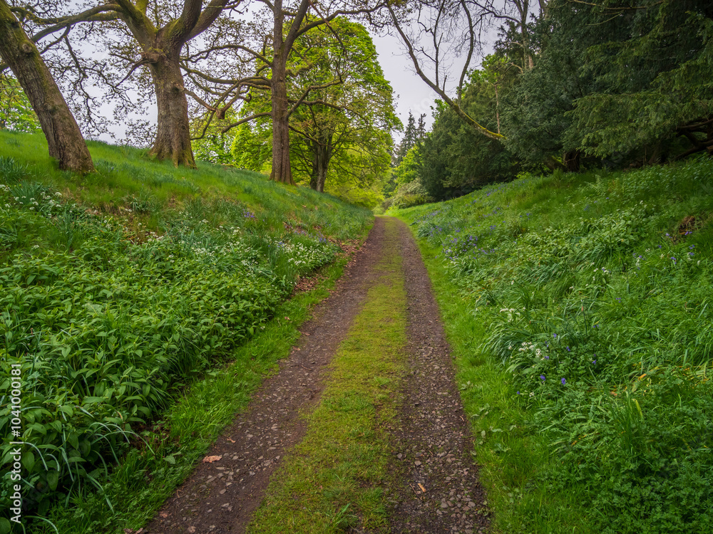 road through the park road through the park