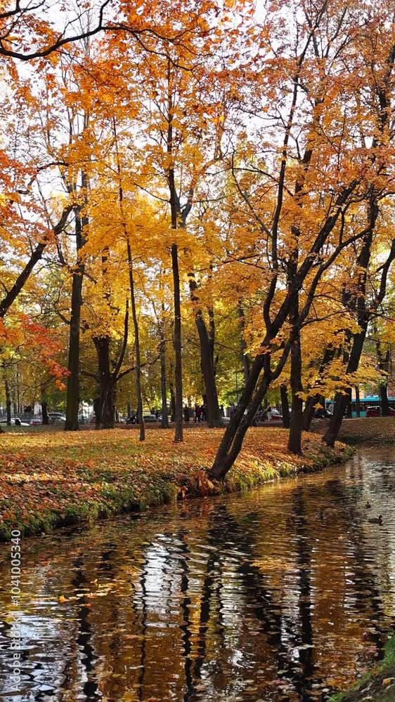 Serene autumn park scene with golden yellow and orange trees reflected in a calm pond and swimming ducks. Fallen leaves cover the grass and water. Wonderful peaceful and vibrant fall atmosphere Serene autumn park scene with golden yellow and orange trees reflected in a calm pond and swimming ducks. Fallen leaves cover the grass and water. Wonderful peaceful and vibrant fall atmosphere