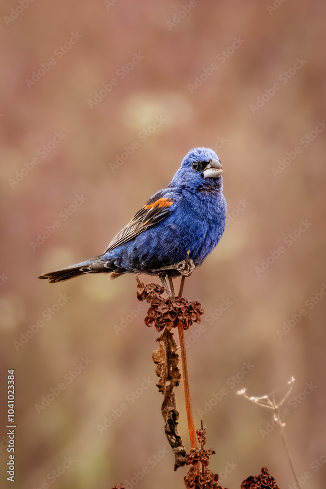 A blue bird with a yellow and brown background A blue bird with a yellow and brown background