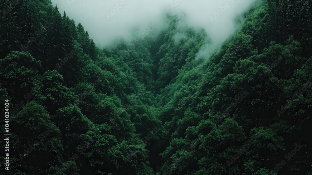 Misty Forest Canopy Lush Green Trees Fog Nature Woodland Misty Forest Canopy Lush Green Trees Fog Nature Woodland