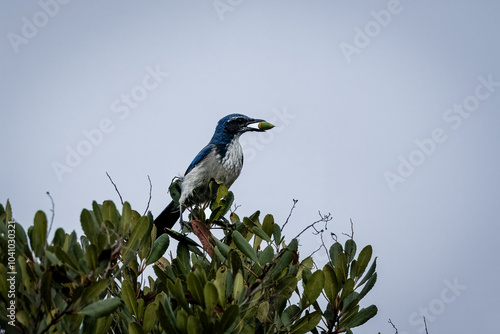 A California Scrub Jay flys with a nut in its mouth photo