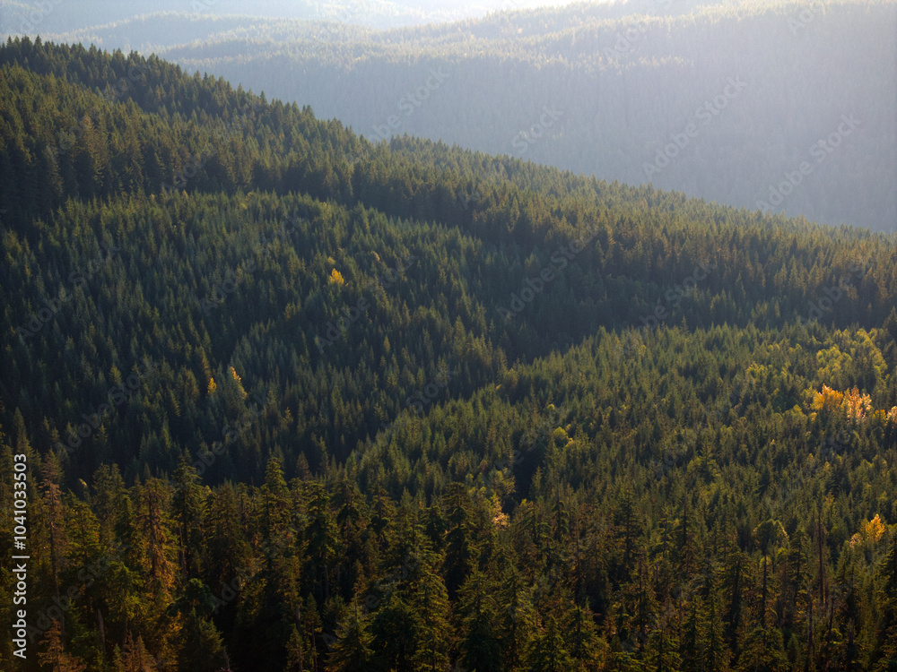 Sunlit Dense Forest Covering Rolling Hills, Washington State, USA Sunlit Dense Forest Covering Rolling Hills, Washington State, USA