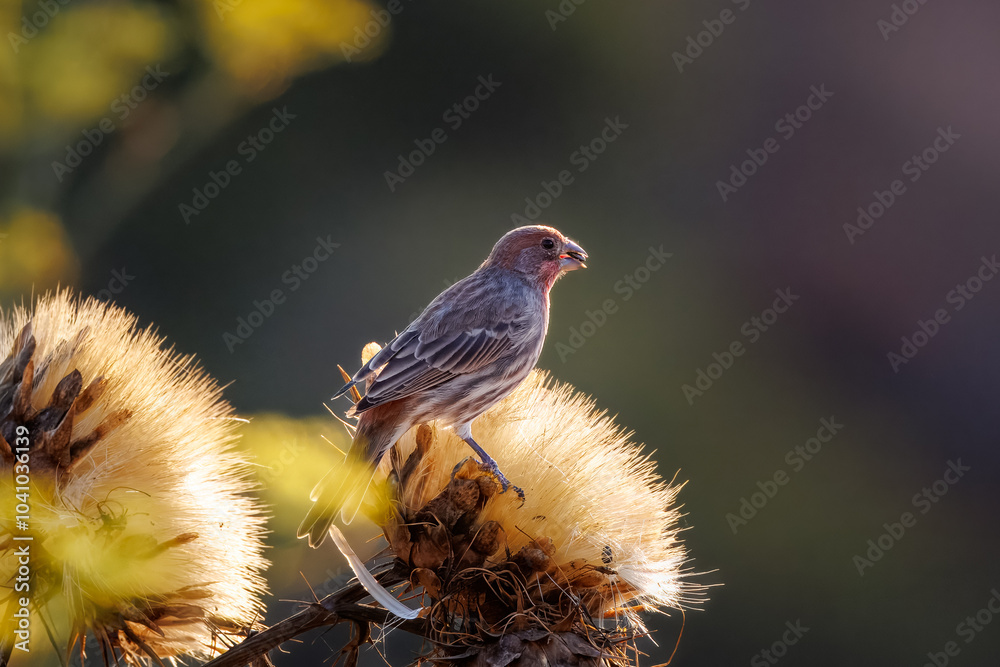 Fototapeta premium house finch birds taking seeds from dry flowers