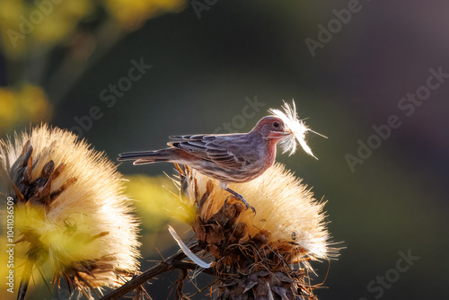 Photography house finch birds taking seeds from dry flowers